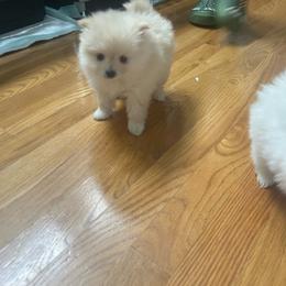 Elizabeth - Cream female Pomeranian puppy in Randleman, North Carolina from Luxurious Poms
