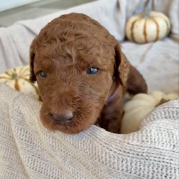 Bethlehem - Red  female Goldendoodle puppy in South Fulton, Georgia from Golden Paws Farm