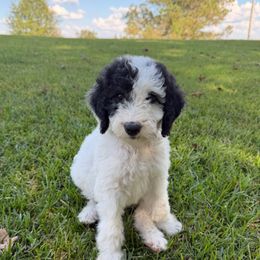 Magnolia - Black and white female Sheepadoodle puppy in Fayette, Alabama from Luxapallila Sheepadoodles