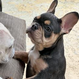 Mystique - Blue female French Bulldog puppy in Indianapolis, Indiana from McDaniel Farm and Fowl