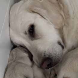 Golden Retrievers from Jill Bates