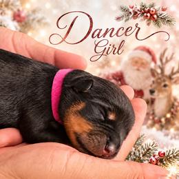 Dancer - Black and mahogany female Rottweiler puppy in Montrose, Colorado from TruHero Dog Kennel