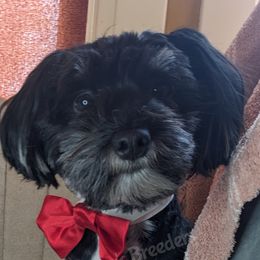 Auggie - Havanese