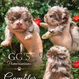 Gambler - Chocolate merle male Pomeranian puppy in Oologah, Oklahoma from GG's Pomeranians