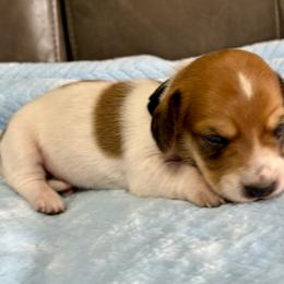 Black collar piebald boy - Piebald male Dachshund puppy in Orlando, Florida from Weiner Wunderland of Central Florida