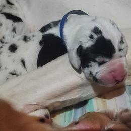 Blue Boy - Harlequin male Great Dane puppy in Gig Harbor, Washington from Lakaya Danes