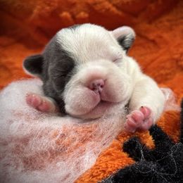 Haloheart - Blue female French Bulldog puppy in Rockville, Indiana from Blaze Of Glory Bostons & Frenchies