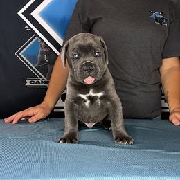 Lite Blue Collar Male 6wk - Gray male Cane Corso puppy in Linden, Texas from Da Boyz Cane Corso