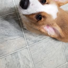 Cardigan Welsh Corgi Puppies from Hurrikane Cardigans