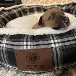 Italian Greyhound Puppies from Kentucky Greyhounds