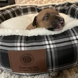 Italian Greyhound Puppies from Kentucky Greyhounds