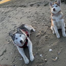 Siberian Husky Puppies from Young Orchard Siberians