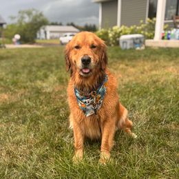 Lily - Golden Retriever