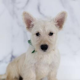 Spruce - Wheaten male Scottish Terrier puppy in Stevens, Pennsylvania from K&M Kennel