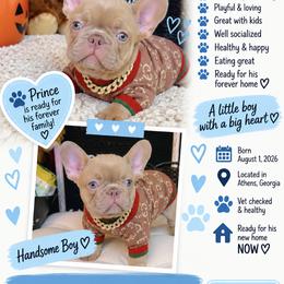 Prince - Fawn male French Bulldog puppy in Athens, Georgia from Imperial Frenchies