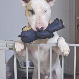 Tak - White and red male Bull Terrier puppy in Beech Bluff, Tennessee from Forever Young Bull Terriers
