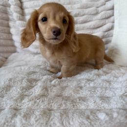 Dolson - Cream male Dachshund puppy in Temecula, California from Naomi Magee's Dachshund Kennel