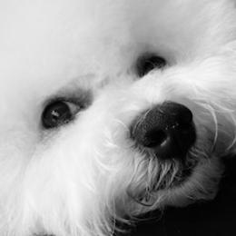 Ember - Bichon Frise