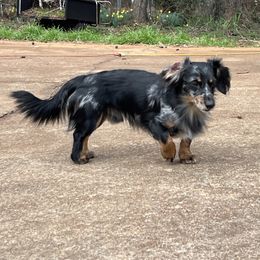 Gizmo - Dachshund