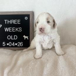 Bruce - White male Bernedoodle puppy in Sparrows Point, Maryland from Rosie’s Puppies