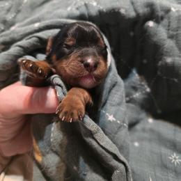 Boy 1 - Tri-color male Cavapoo puppy in Vancouver, Washington from Doo a Little Doodle