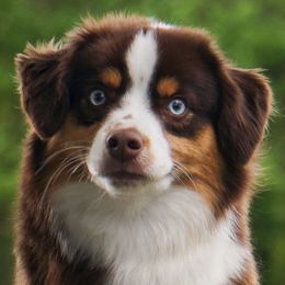 Smooch - Miniature American Shepherd