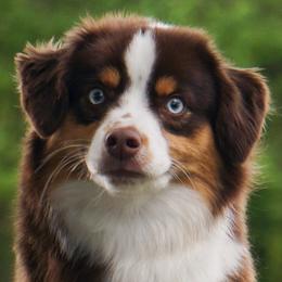 Smooch - Miniature American Shepherd