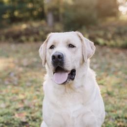 Dilute Retrievers, Labradoodles, and Labrador Retrievers from Bitterbrush Farm & Apiary