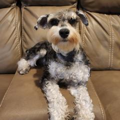 Dani - Miniature Schnauzer