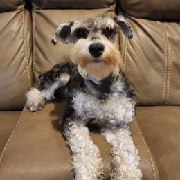 Dani - Miniature Schnauzer