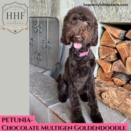 3. PETUNIA - Brown Multigen Goldendoodle - Chocolate female Goldendoodle puppy in Charlo, Montana from Heavenly Hilltop Farm