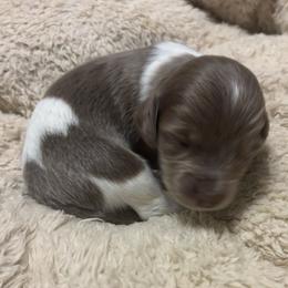 Hank - Piebald male Dachshund puppy in Dobson, North Carolina from Oakleys Dachshund Haven