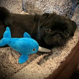 Great Pyrenees, Pekingese, and Pug Puppies from Triptych Kennels