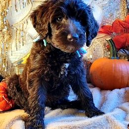 Labradoodle Puppies from 101 Labradoodles