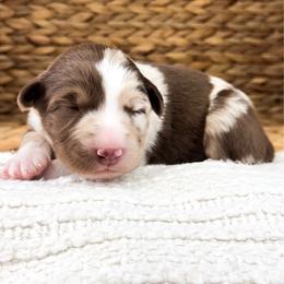 Snickers - Red merle male Australian Shepherd puppy in Unionville, Iowa from Soap Creek Kennels
