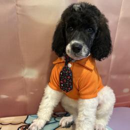 Benny - Parti male Poodle puppy in Mobile, Alabama from Semmy’s Standard Poodle LLC