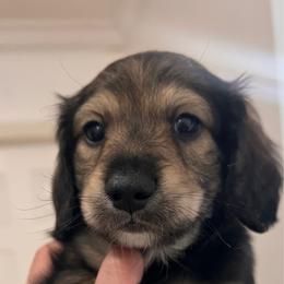 Onyx - Black male Dachshund puppy in Miami, Florida from Maitime Dachshund