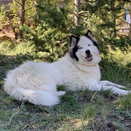 Sasha - Siberian Husky