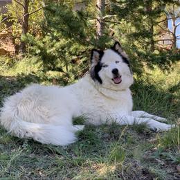 Sasha - Siberian Husky