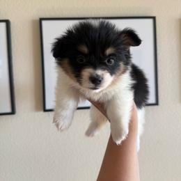 Georgia - Black and tan female Pembroke Welsh Corgi puppy in Red Bluff, California from Wilder Ranch Corgis