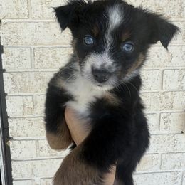 Joey - Black tri-color male Australian Shepherd puppy in Lubbock, Texas from Always Awesome Aussies