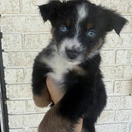 Joey - Black tri-color male Australian Shepherd puppy in Lubbock, Texas from Always Awesome Aussies