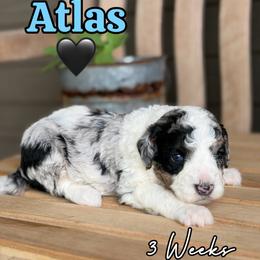 Atlas - Merle male Bernedoodle puppy in Runaway Bay, Texas from Green Ranch Doodles