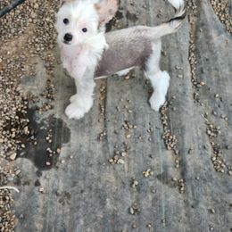 Chinese Crested Puppies from Zion"s Chinese Cresteds