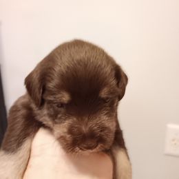 Purple collar - Liver Miniature Schnauzer puppy in Bridgeport, Alabama from Whitts Black Pearl Miniature Schnauzers