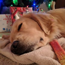 Golden Retrievers from Cor Auri Golden Retrievers