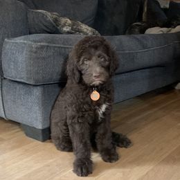Razzel - Chocolate female Goldendoodle puppy in New Ringgold, Pennsylvania from Hawk Mountain Doodles