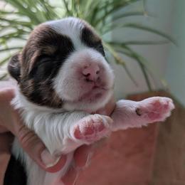 Dark chocolate and sable Parti male - Chocolate, tan and white male Yorkshire Terrier puppy in Gatesville, Texas from KontryKritterz Yorkies