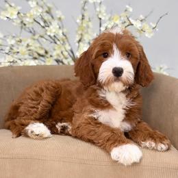 Scarlette - Red  female Goldendoodle puppy in Yuciapa, California from AlltheDoodlez_