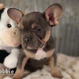 Robbie - Black and tan male French Bulldog puppy in Nixa Or Houston, Missouri from Pistol Creek Puppies